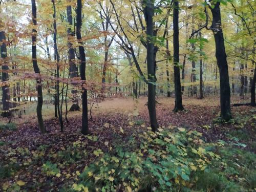 Planetky- Výlet do lesa